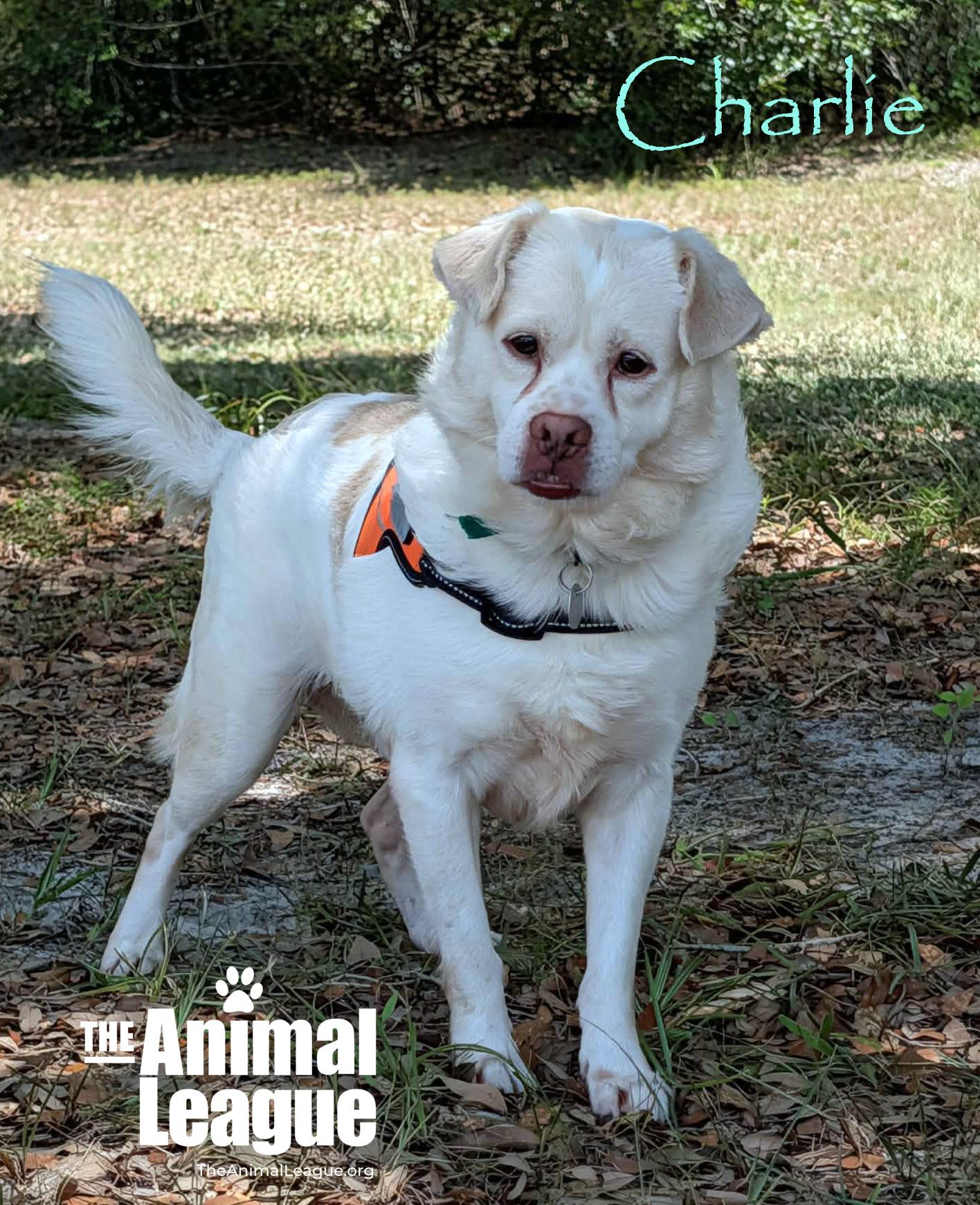 Charlie, ADOPTABLE, Adult Male Labrador Retriever.