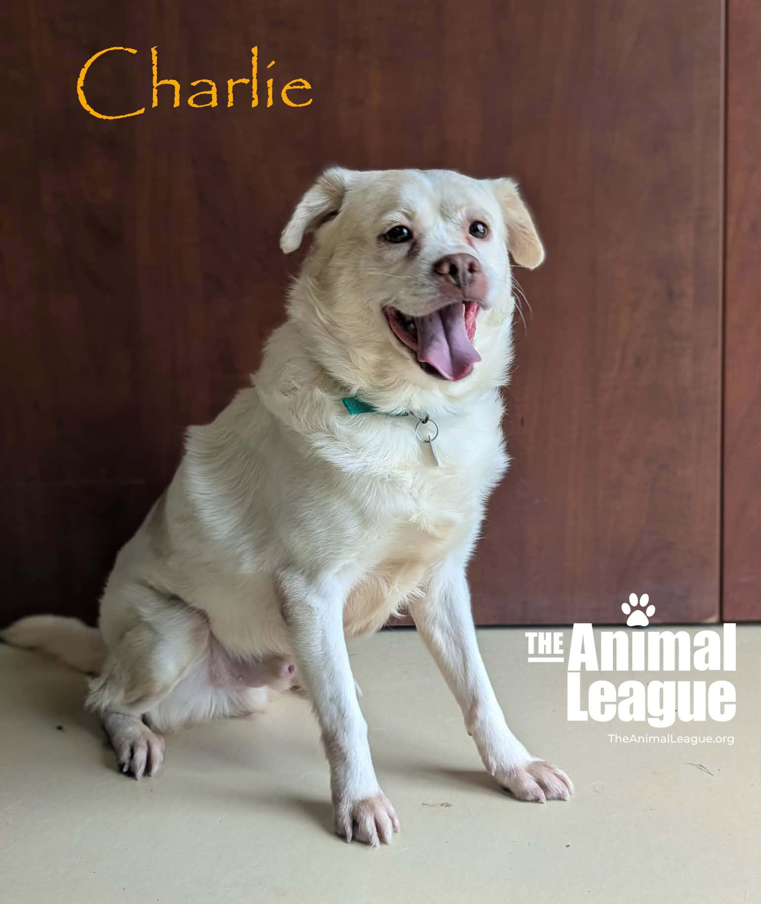 Enlarge Charlie, a ADOPTABLE mixed breed in Groveland, FL image 4/4