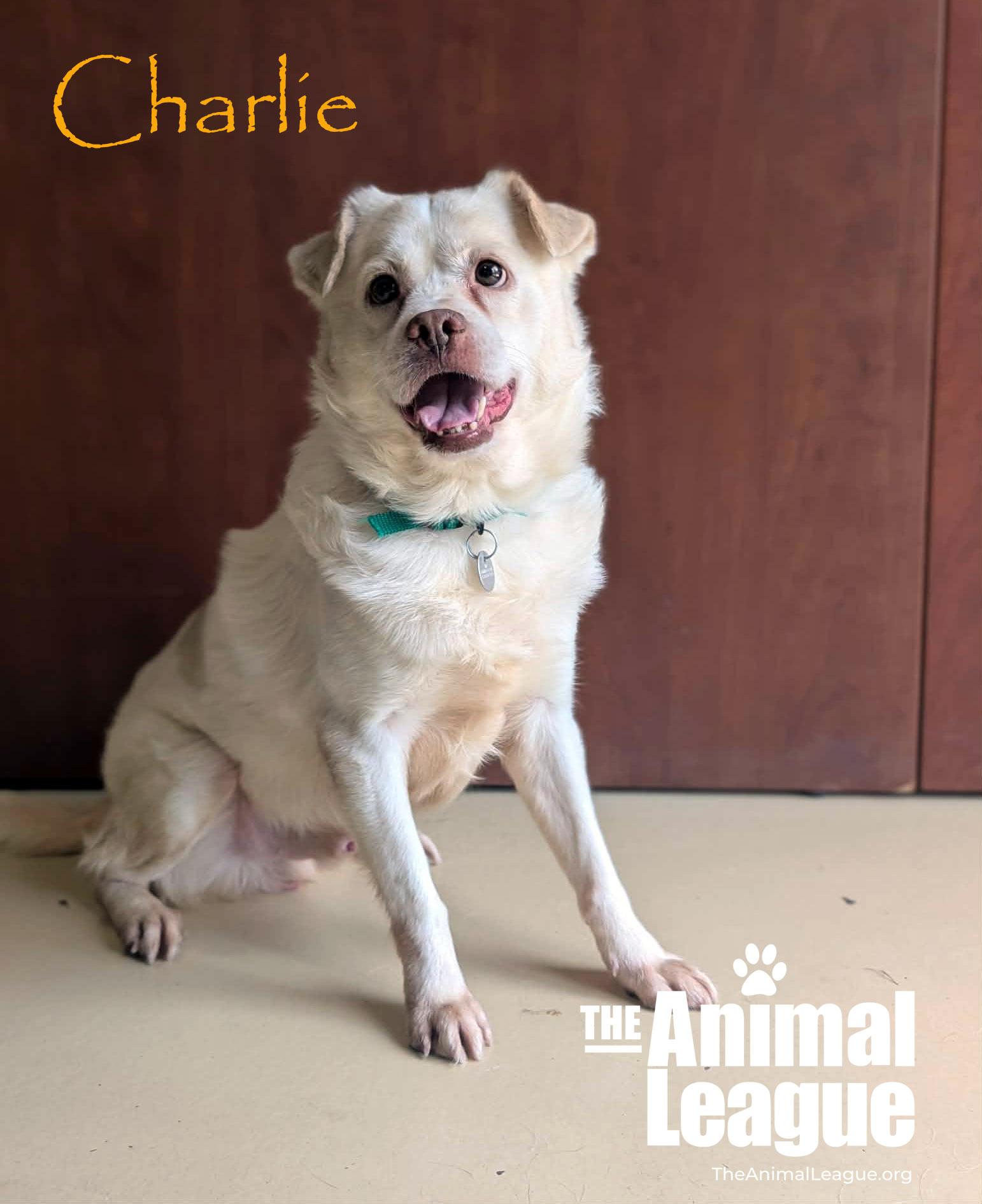 Enlarge Charlie, a ADOPTABLE mixed breed in Groveland, FL image 1/4