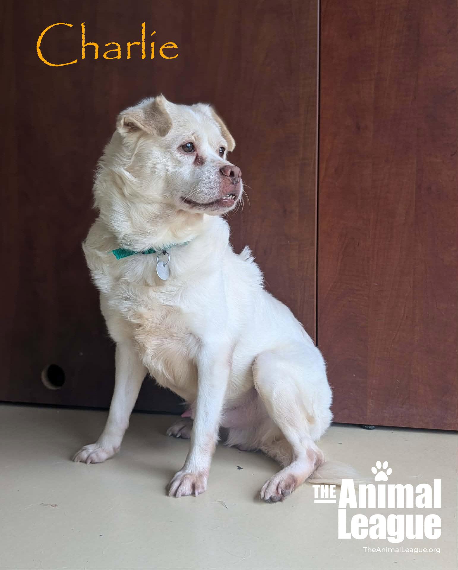 Enlarge Charlie, a ADOPTABLE mixed breed in Groveland, FL image 3/4