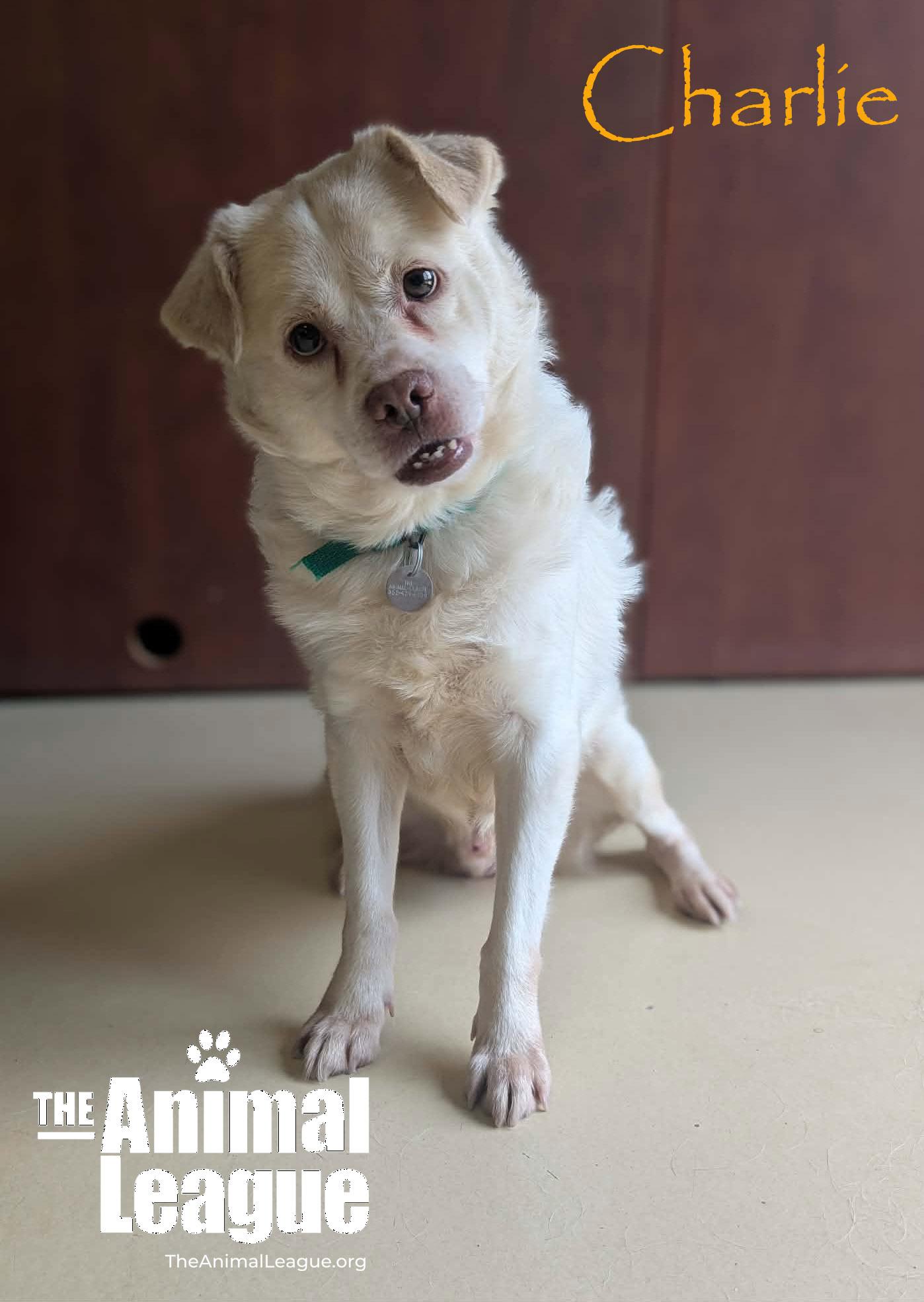 Enlarge Charlie, a ADOPTABLE mixed breed in Groveland, FL image 2/4