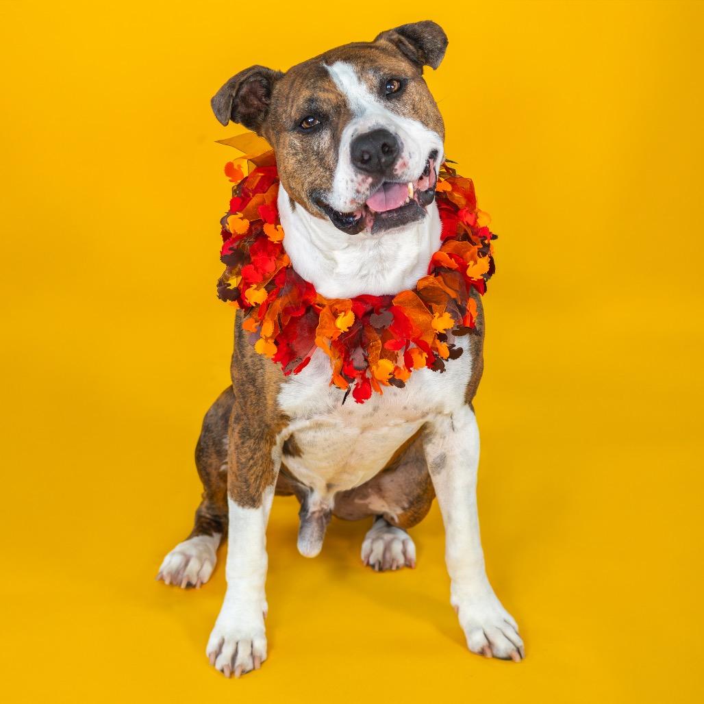 Enlarge Jax, a Adoptable mixed breed in Wilmington, DE image 1/6