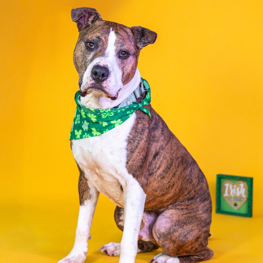 Enlarge Jax, a Adoptable mixed breed in Wilmington, DE image 4/6