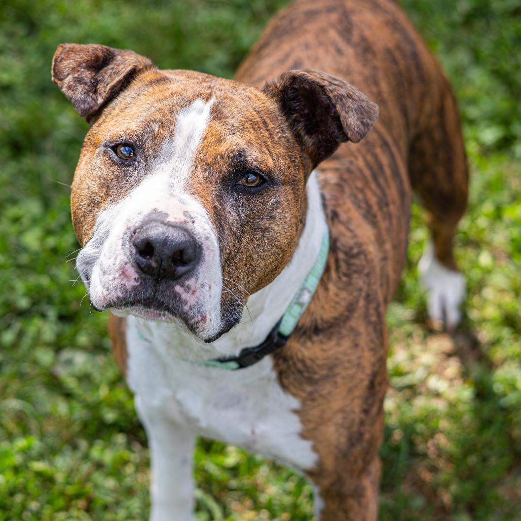 Enlarge Jax, a Adoptable mixed breed in Wilmington, DE image 6/6