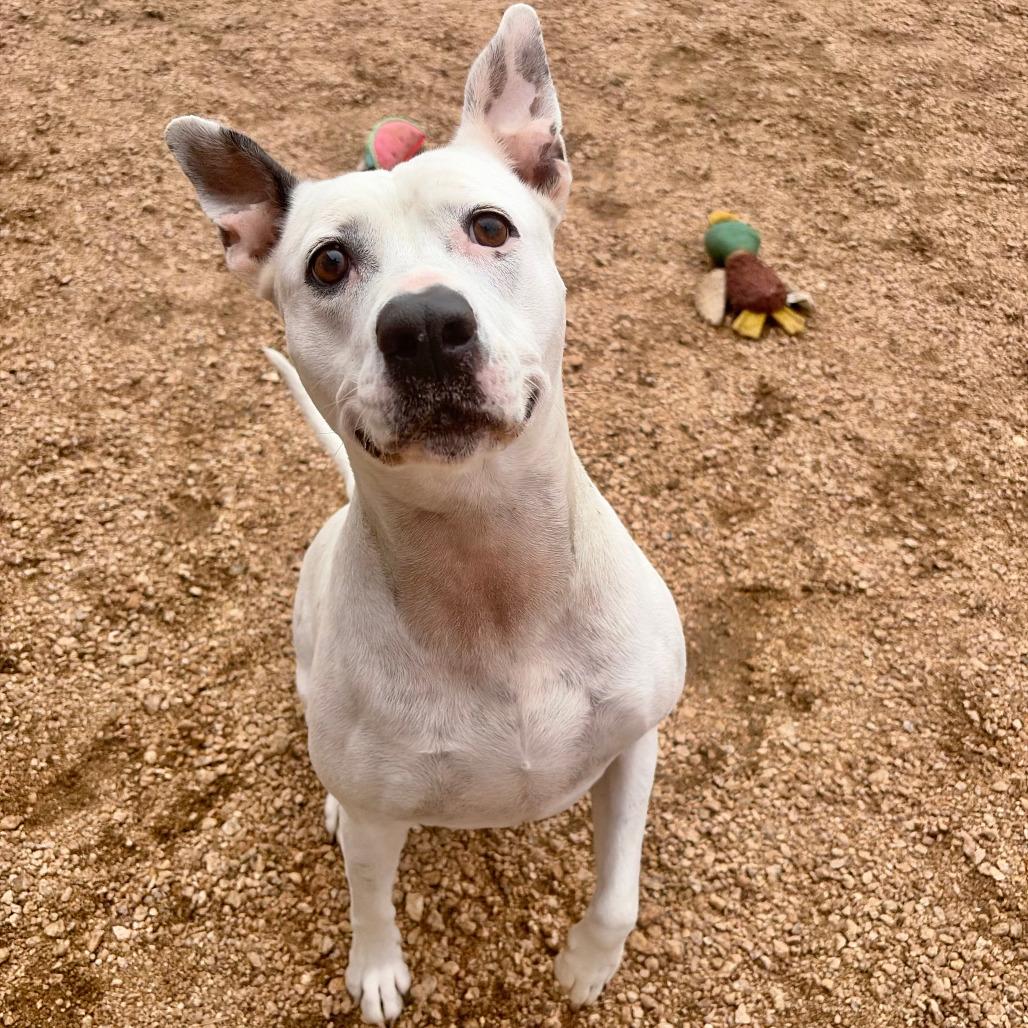 Enlarge Pinky KCAC #137.25, a Adoptable mixed breed in Kerrville, TX image 1/4