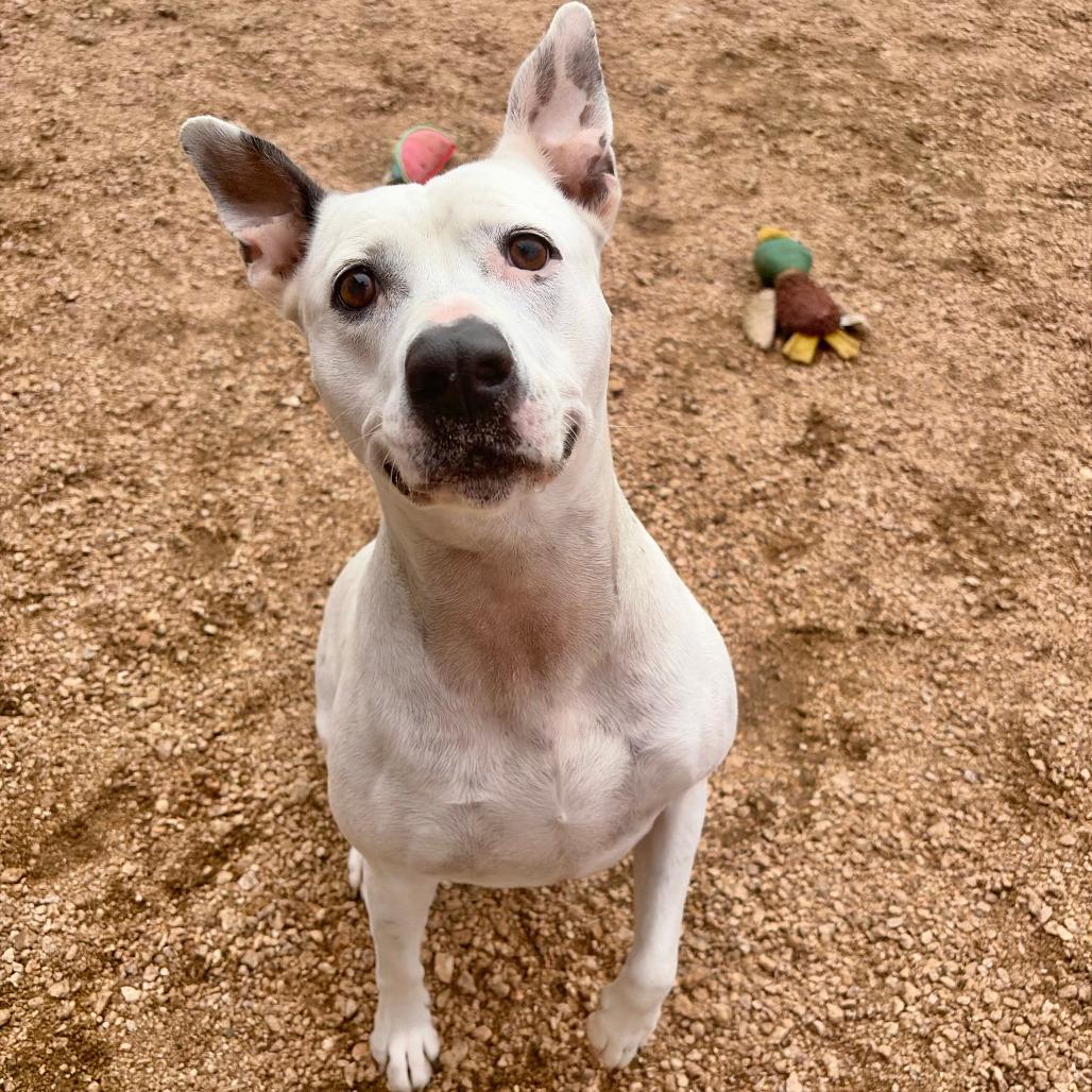 Enlarge Pinky KCAC #137.25, a Adoptable mixed breed in Kerrville, TX image 2/4