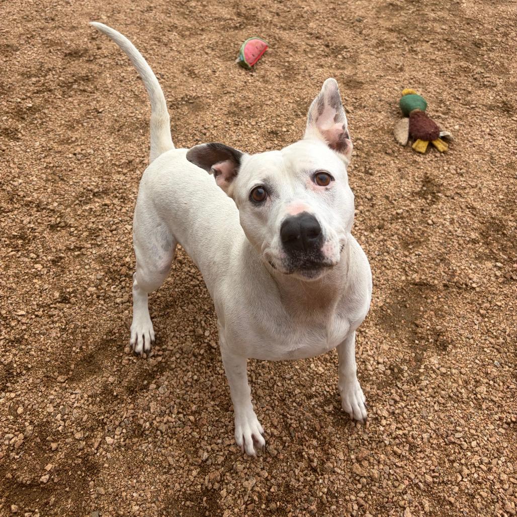 Enlarge Pinky KCAC #137.25, a Adoptable mixed breed in Kerrville, TX image 3/4