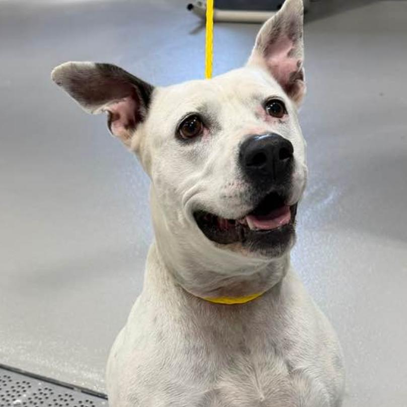 Enlarge Pinky KCAC #137.25, a Adoptable mixed breed in Kerrville, TX image 4/4