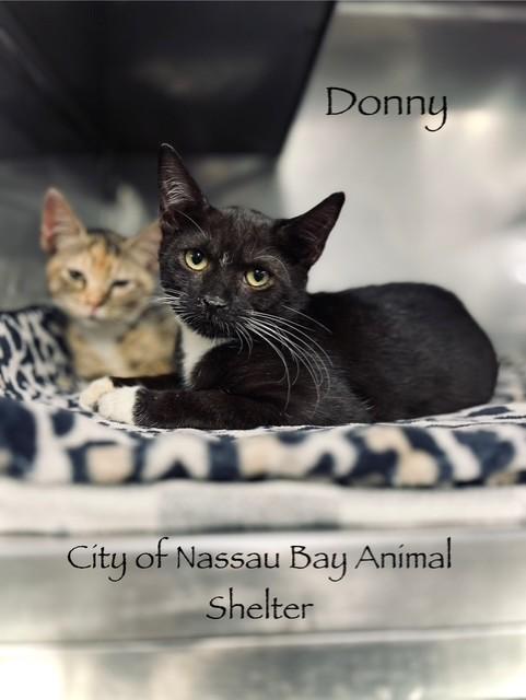 Enlarge F42-25 Donny, a Adopted American Shorthair in Nassau Bay, TX image 1/4