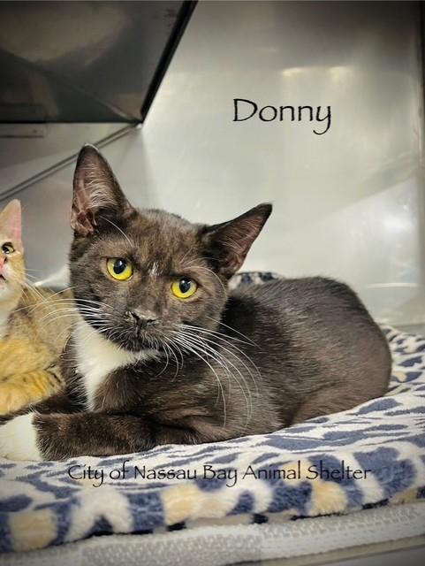 Enlarge F42-25 Donny, a Adopted American Shorthair in Nassau Bay, TX image 2/4