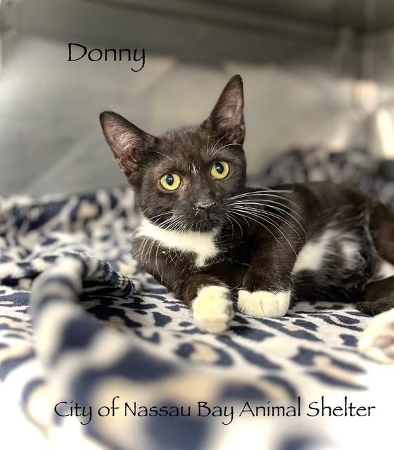 Enlarge F42-25 Donny, a Adopted American Shorthair in Nassau Bay, TX image 3/4