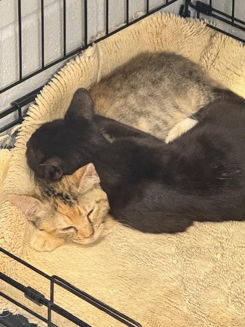 Enlarge F42-25 Donny, a Adopted American Shorthair in Nassau Bay, TX image 4/4