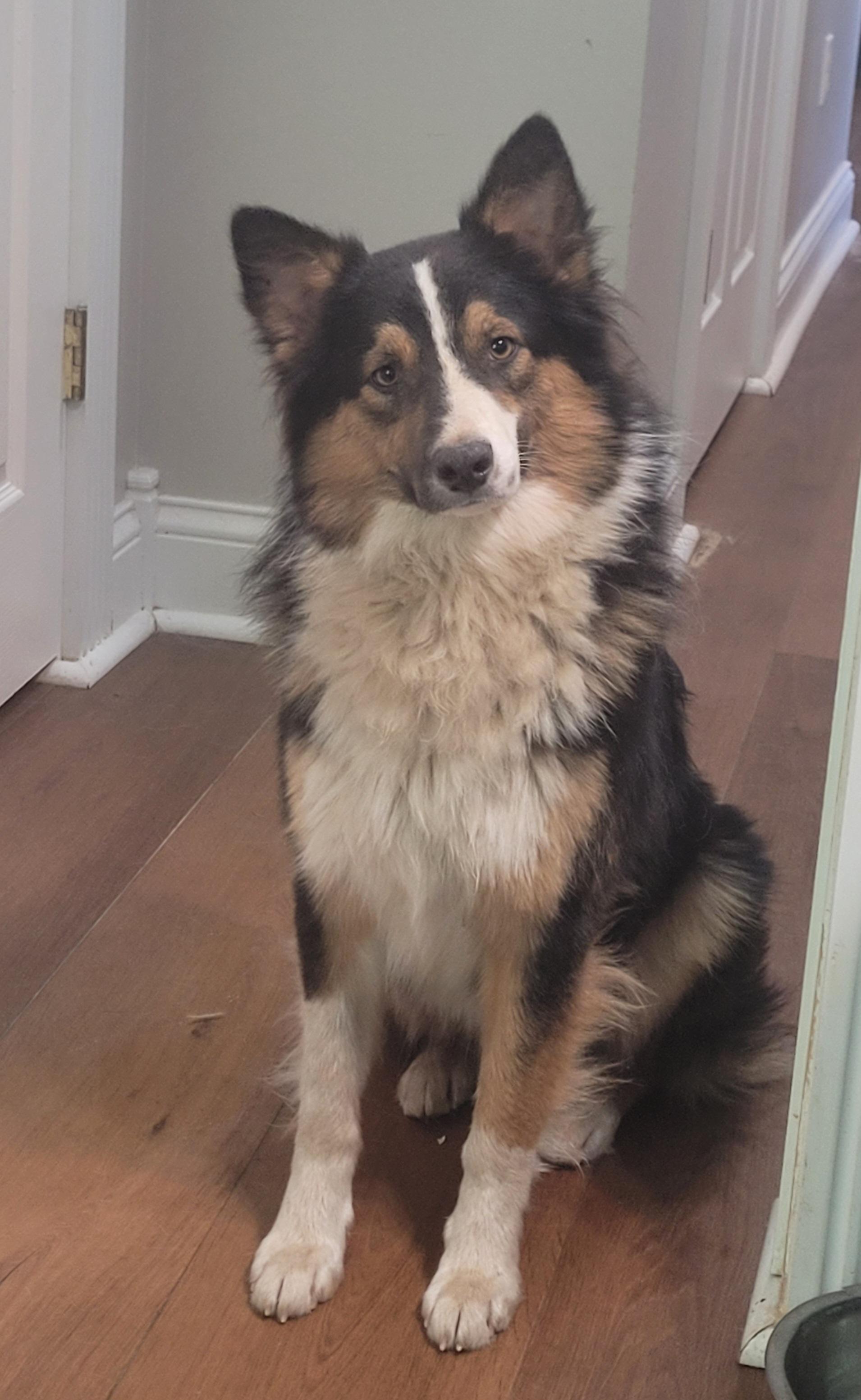 Enlarge Gage, a Adoptable mixed breed in Clarksburg, MD image 2/5