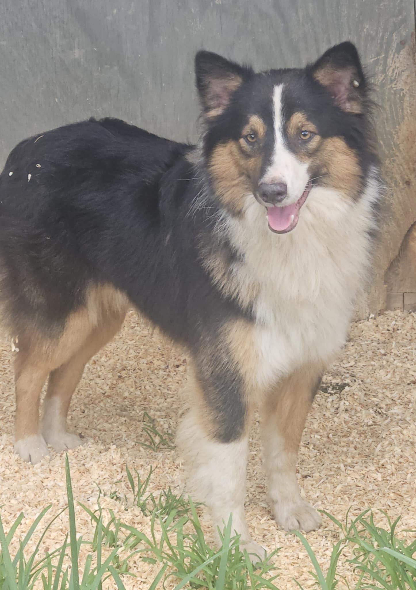 Enlarge Gage, a Adoptable mixed breed in Clarksburg, MD image 3/5