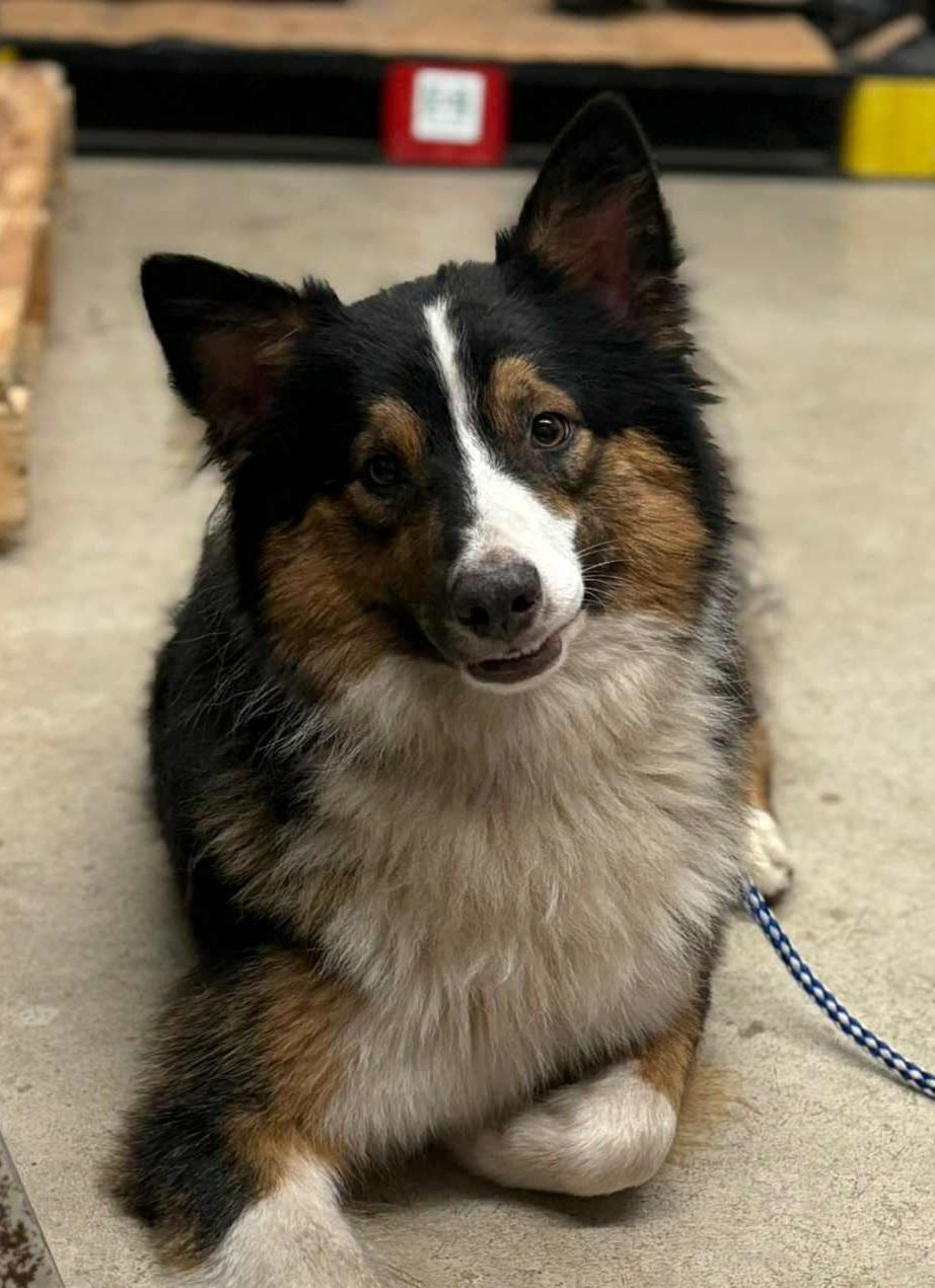 Gage, Adoptable, Young Male Australian Shepherd & Shetland Sheepdog / Sheltie.