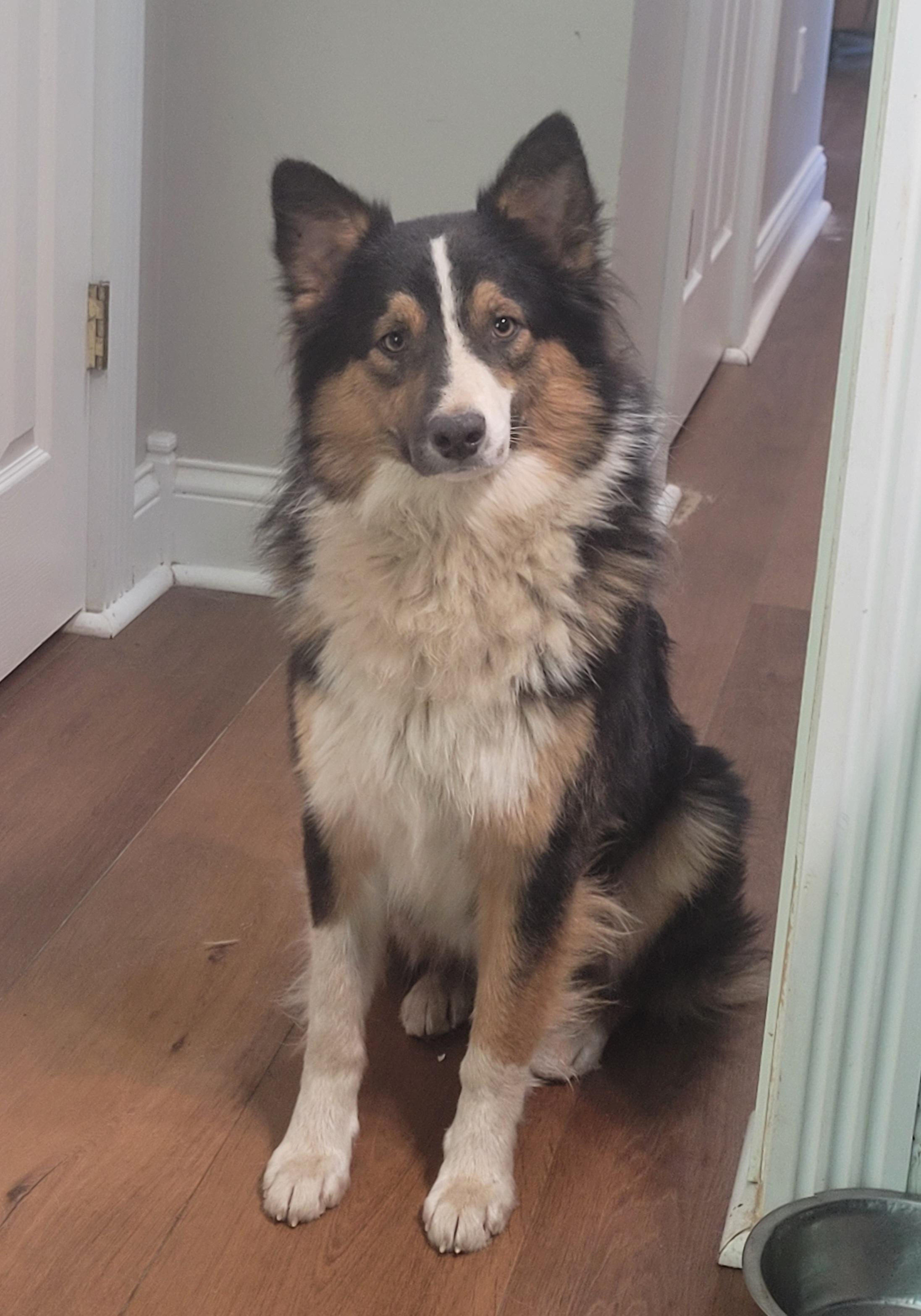 Enlarge Gage, a Adoptable mixed breed in Clarksburg, MD image 5/5