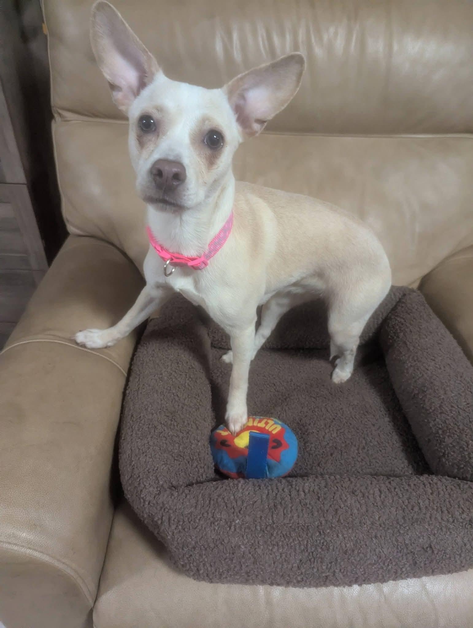 Analiese , ADOPTABLE, Young Female Jack Russell Terrier.