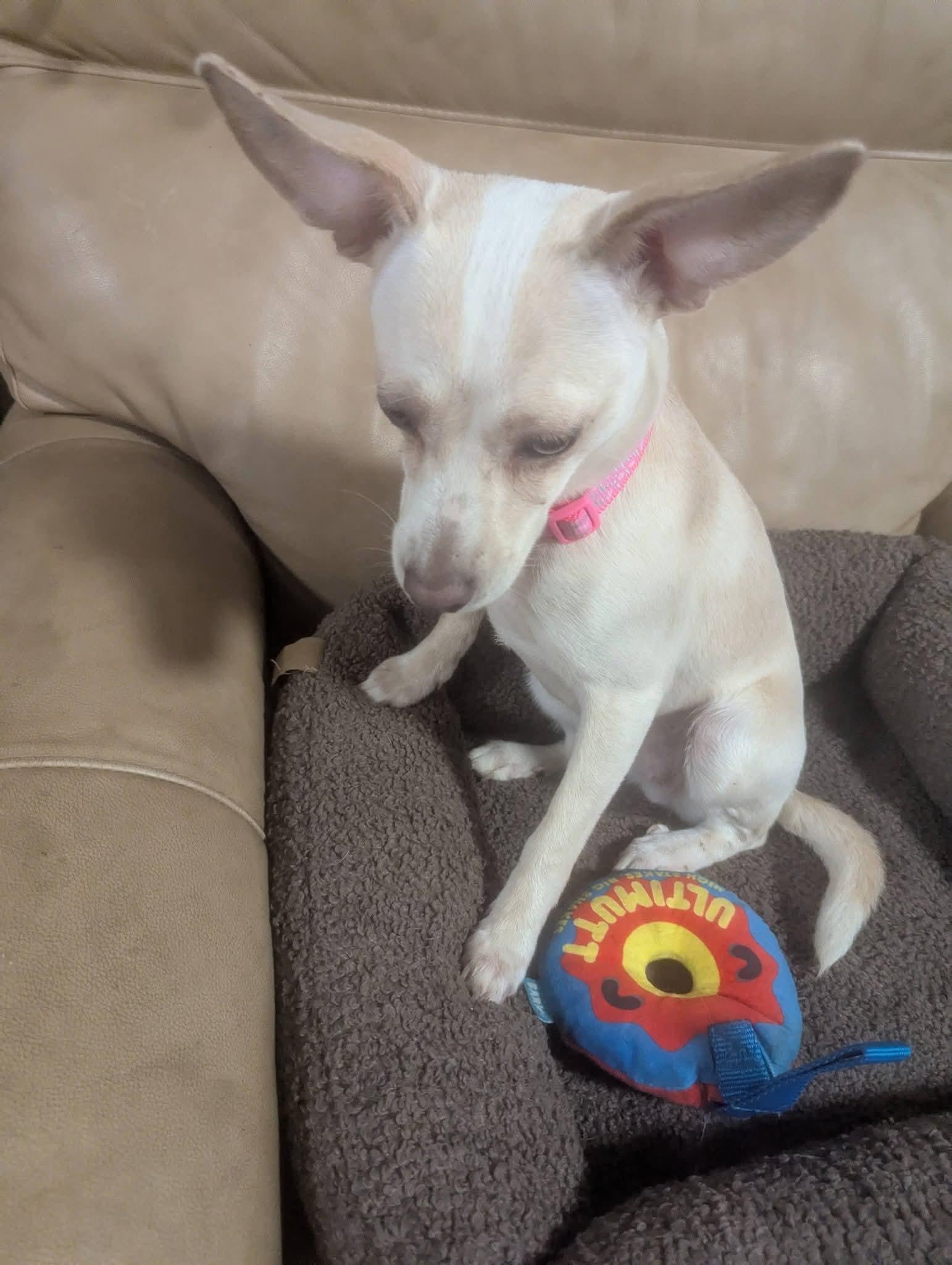 Analiese , a ADOPTABLE mixed breed in Oakland, CA image 5/6