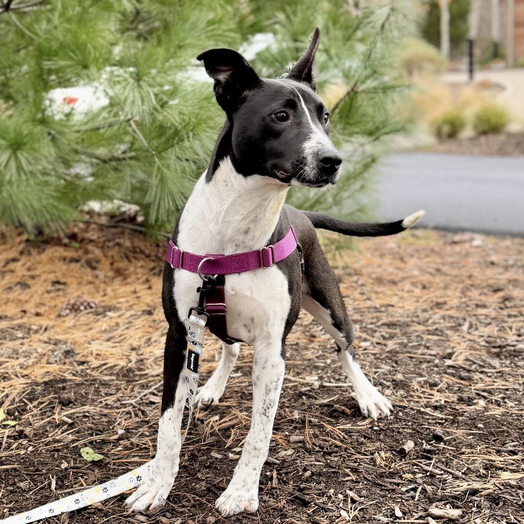 Dawson, a Adoptable mixed breed in East Hampton, NY image 1/4