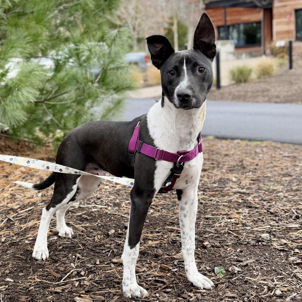 Dawson, a Adoptable mixed breed in East Hampton, NY image 2/4
