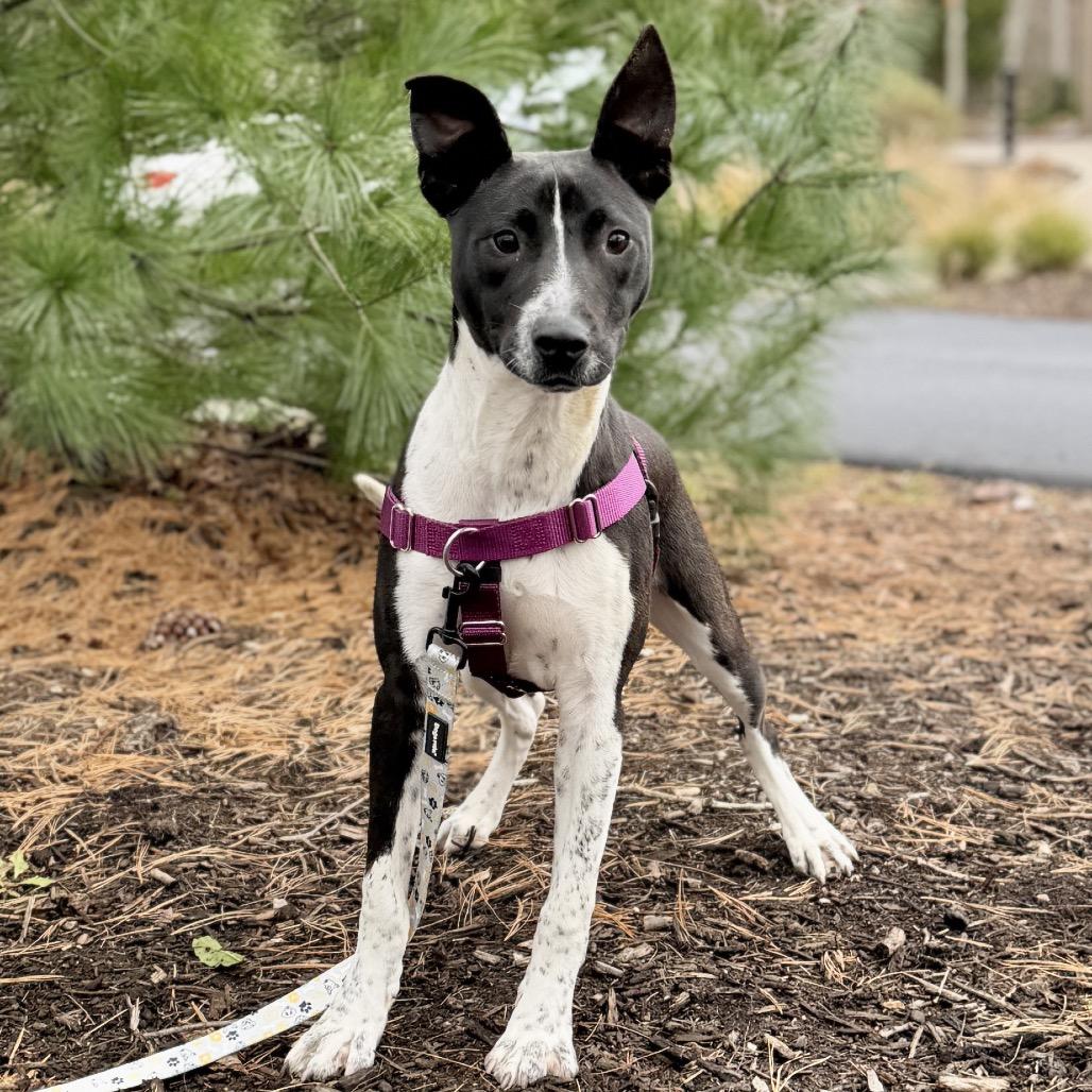 Dawson, a Adoptable mixed breed in East Hampton, NY image 3/4
