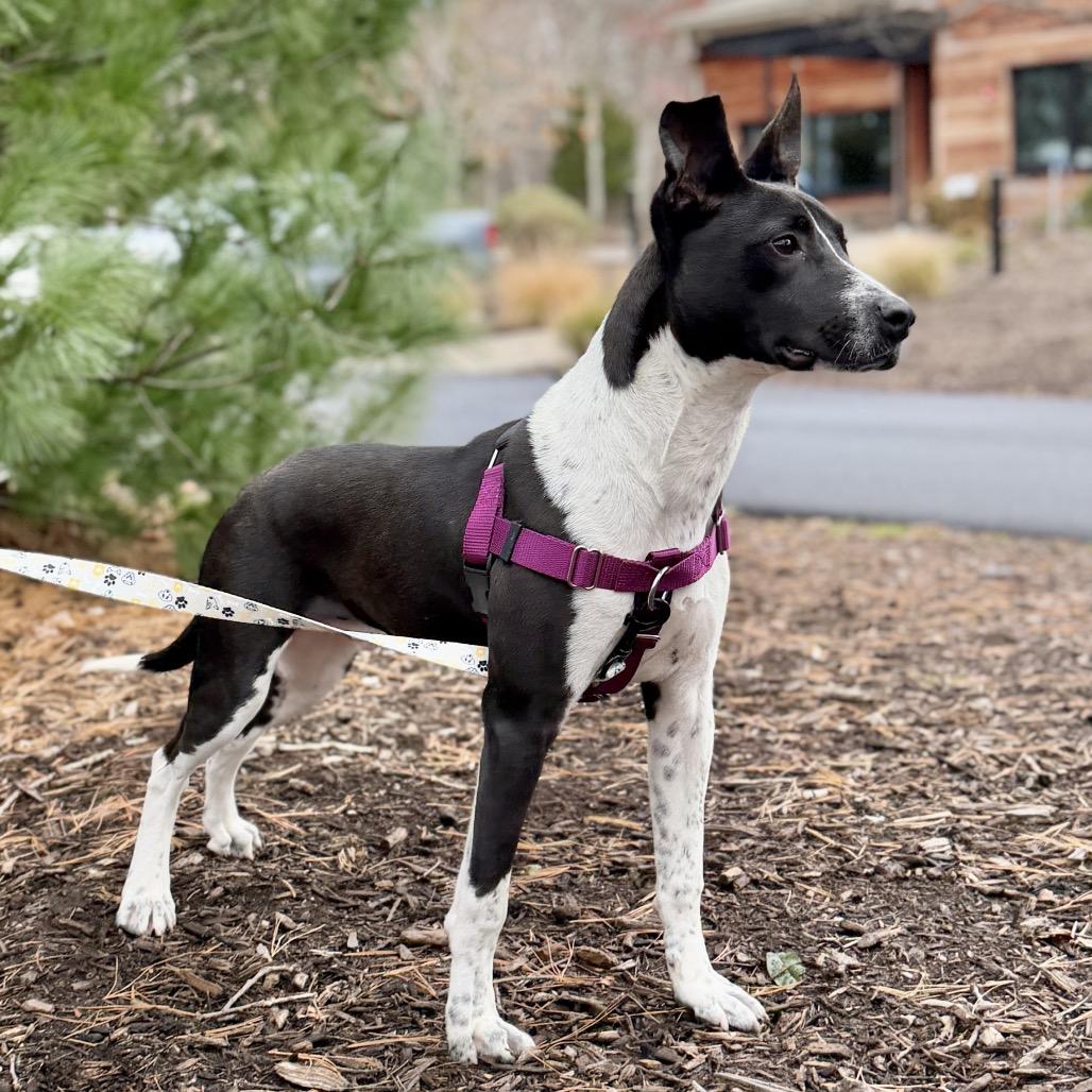 Dawson, a Adoptable mixed breed in East Hampton, NY image 4/4