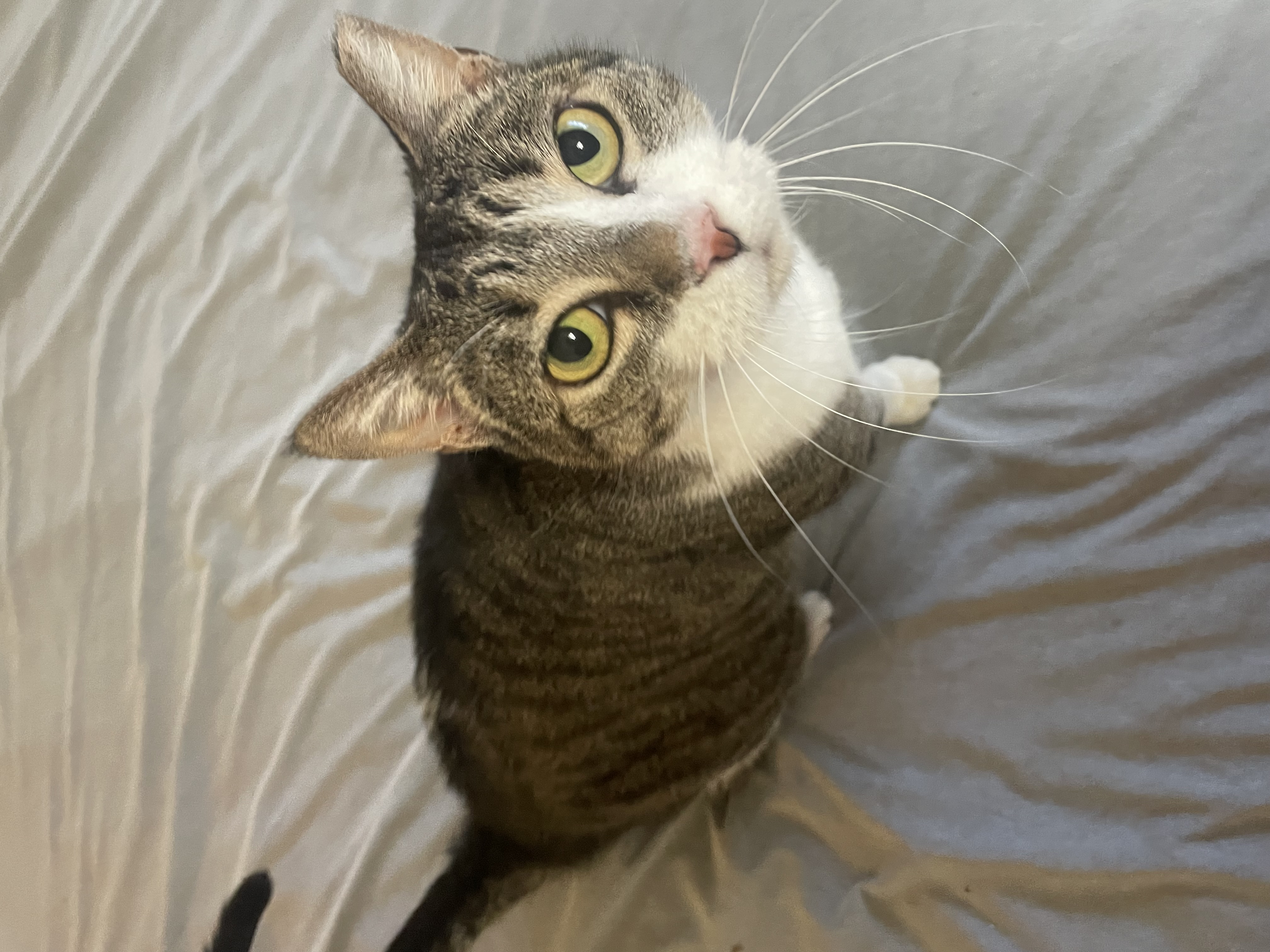Enlarge Gouda, a Adoptable Domestic Short Hair in Colorado Springs, CO image 5/5