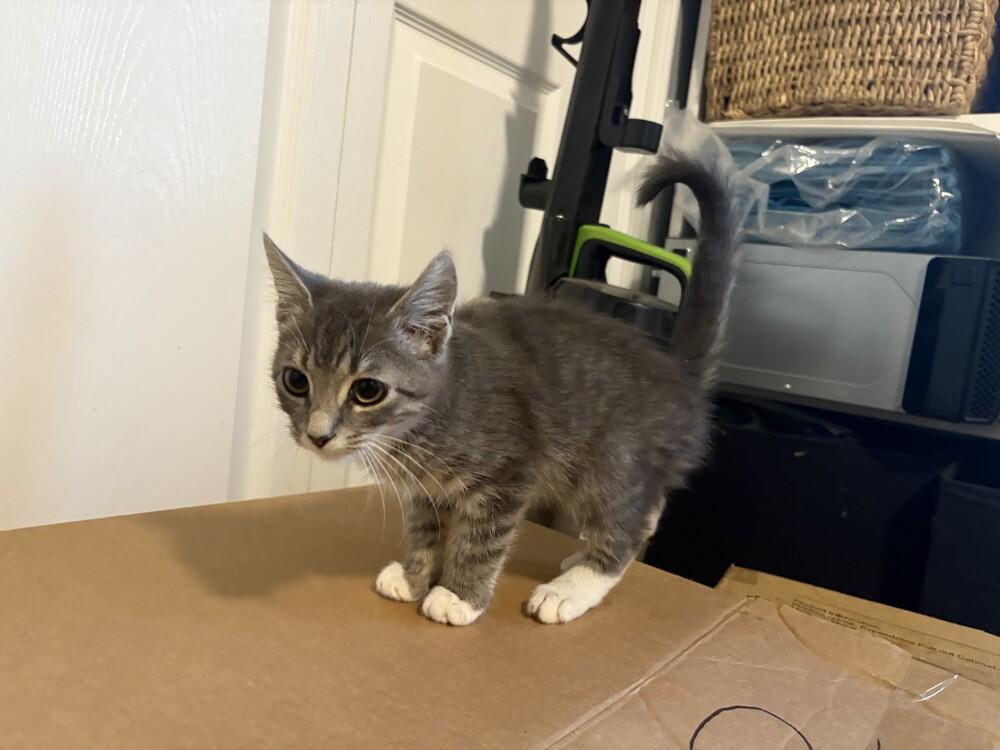 Macaroon, Adoptable, Kitten Male Domestic Medium Hair.