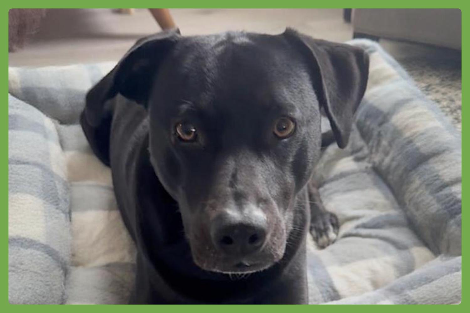 Tucker, Adult Male unknown