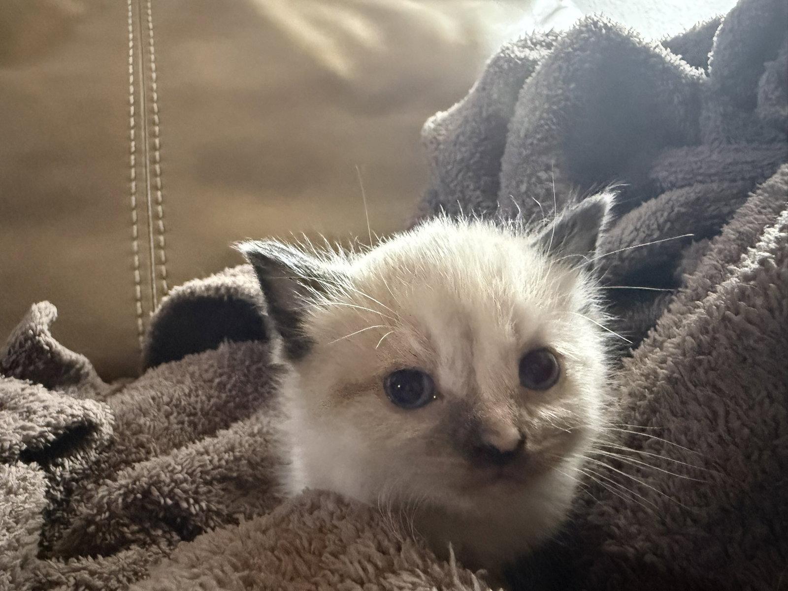 Elain, adopted, Kitten Female Domestic Medium Hair.
