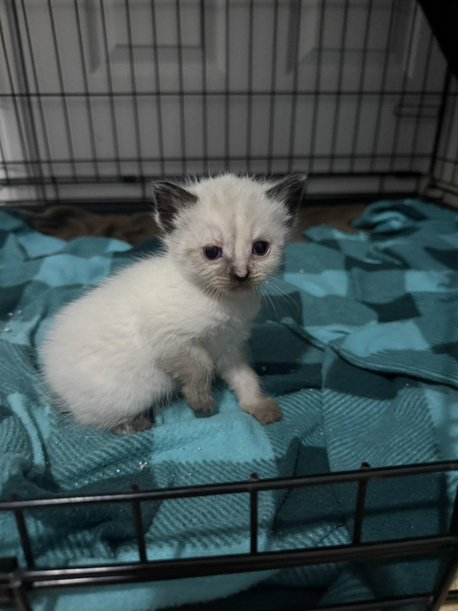 Elain, an adopted Domestic Medium Hair in Blairsville, GA image 2/2