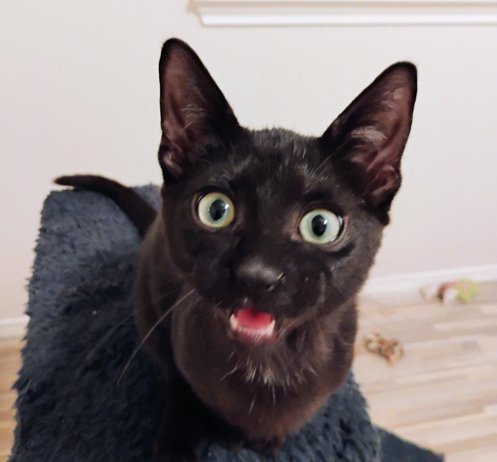 Skeeter #love-bug, Adopted, Kitten Male Bombay & Domestic Short Hair.