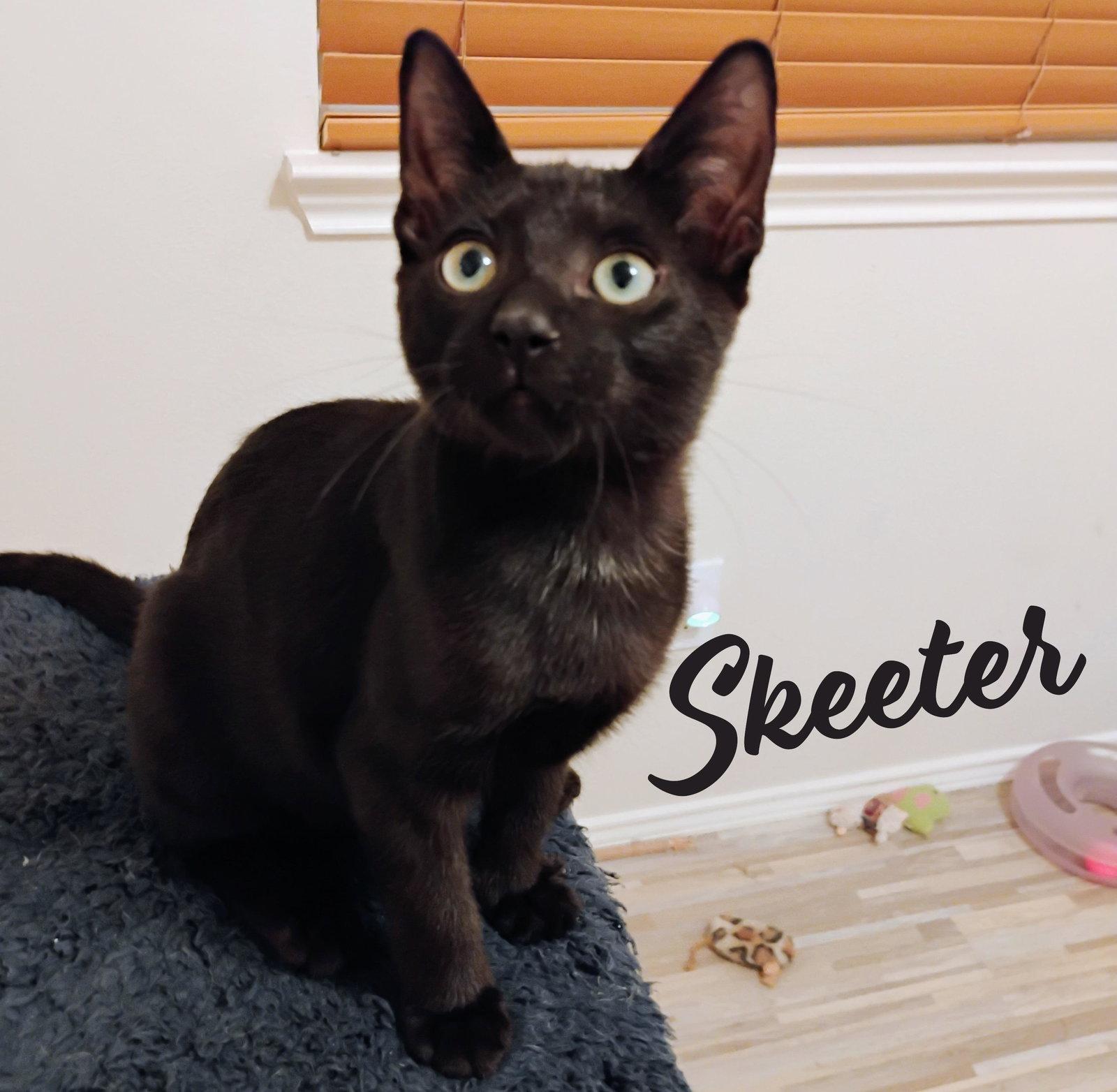 Enlarge Skeeter #love-bug, a Adopted mixed breed in Houston, TX image 2/3