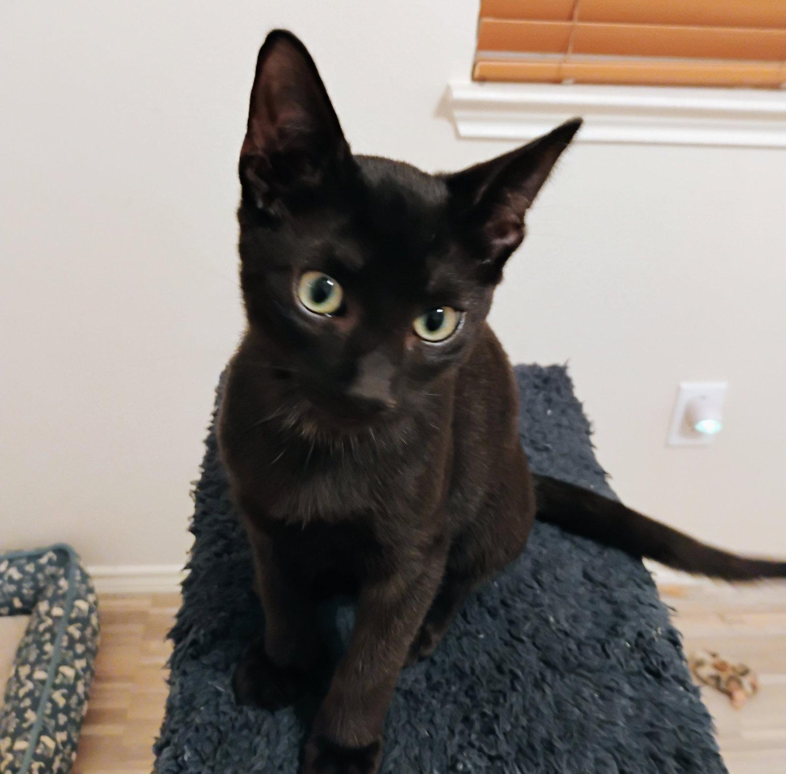 Enlarge Skeeter #love-bug, a Adopted mixed breed in Houston, TX image 3/3