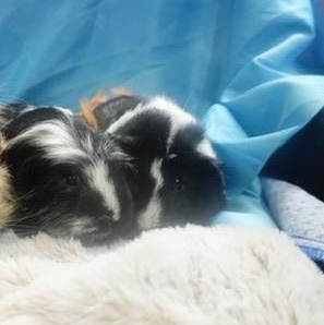Flower and Momo, Adoptable, Adult Female Guinea Pig.
