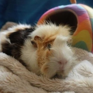 Enlarge Flower and Momo, a Adoptable Guinea Pig in Navarre, FL image 2/2