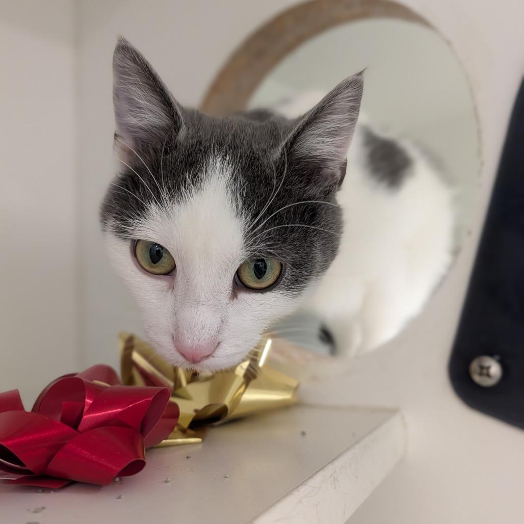 Rotini, Adoptable, Young Male Domestic Short Hair.