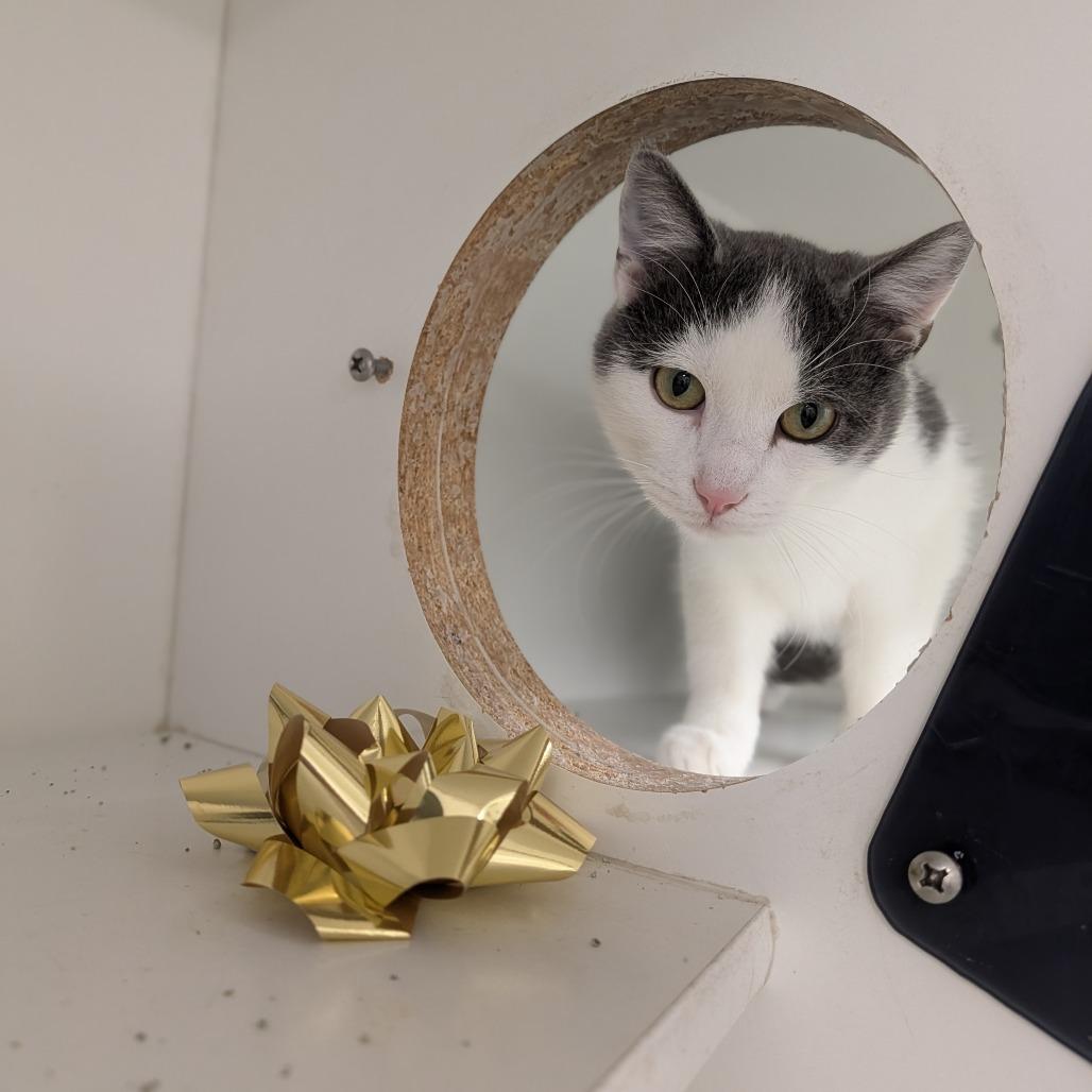 Enlarge Rotini, a Adoptable Domestic Short Hair in Jasper, IN image 3/3