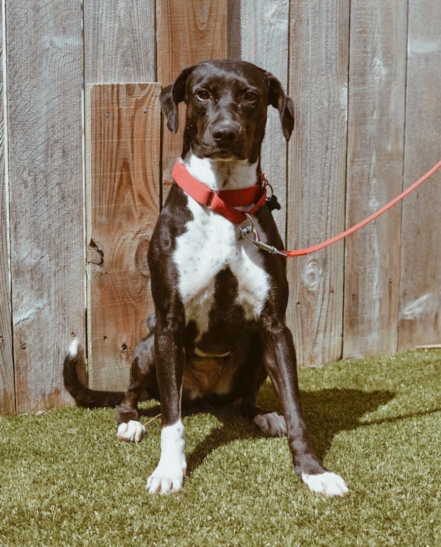 Enlarge Cricket Mae, a Adoptable mixed breed in Springfield, MO image 1/6