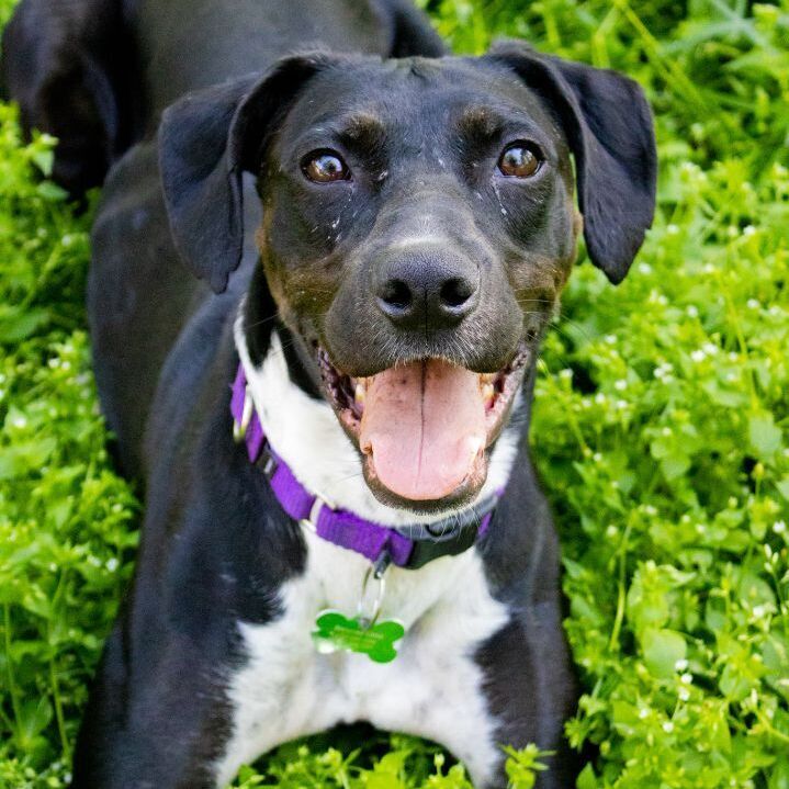 Enlarge Cricket Mae, a Adoptable mixed breed in Springfield, MO image 2/6