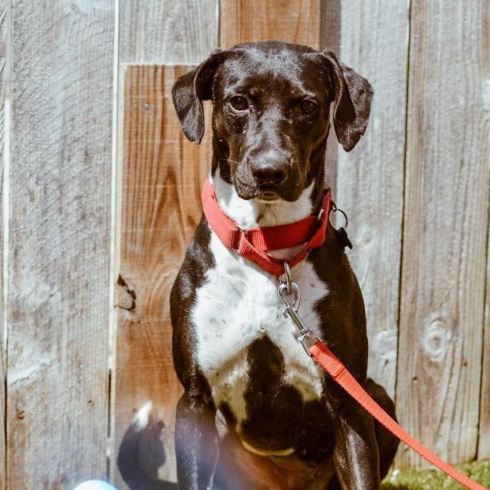 Enlarge Cricket Mae, a Adoptable mixed breed in Springfield, MO image 3/6