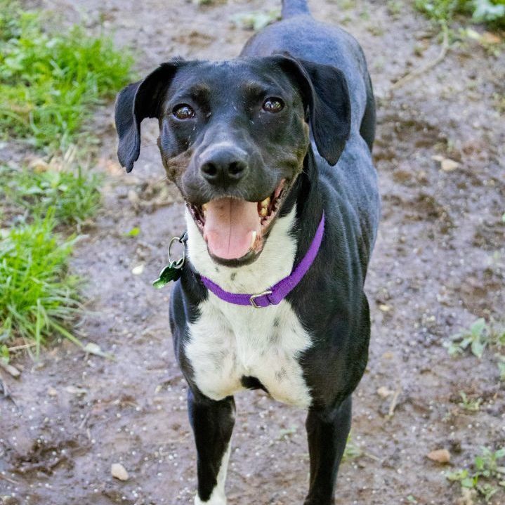 Enlarge Cricket Mae, a Adoptable mixed breed in Springfield, MO image 5/6
