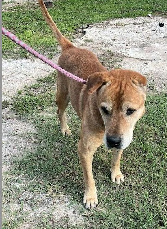 OSCAR, Adoptable, Senior Male Shar-Pei.