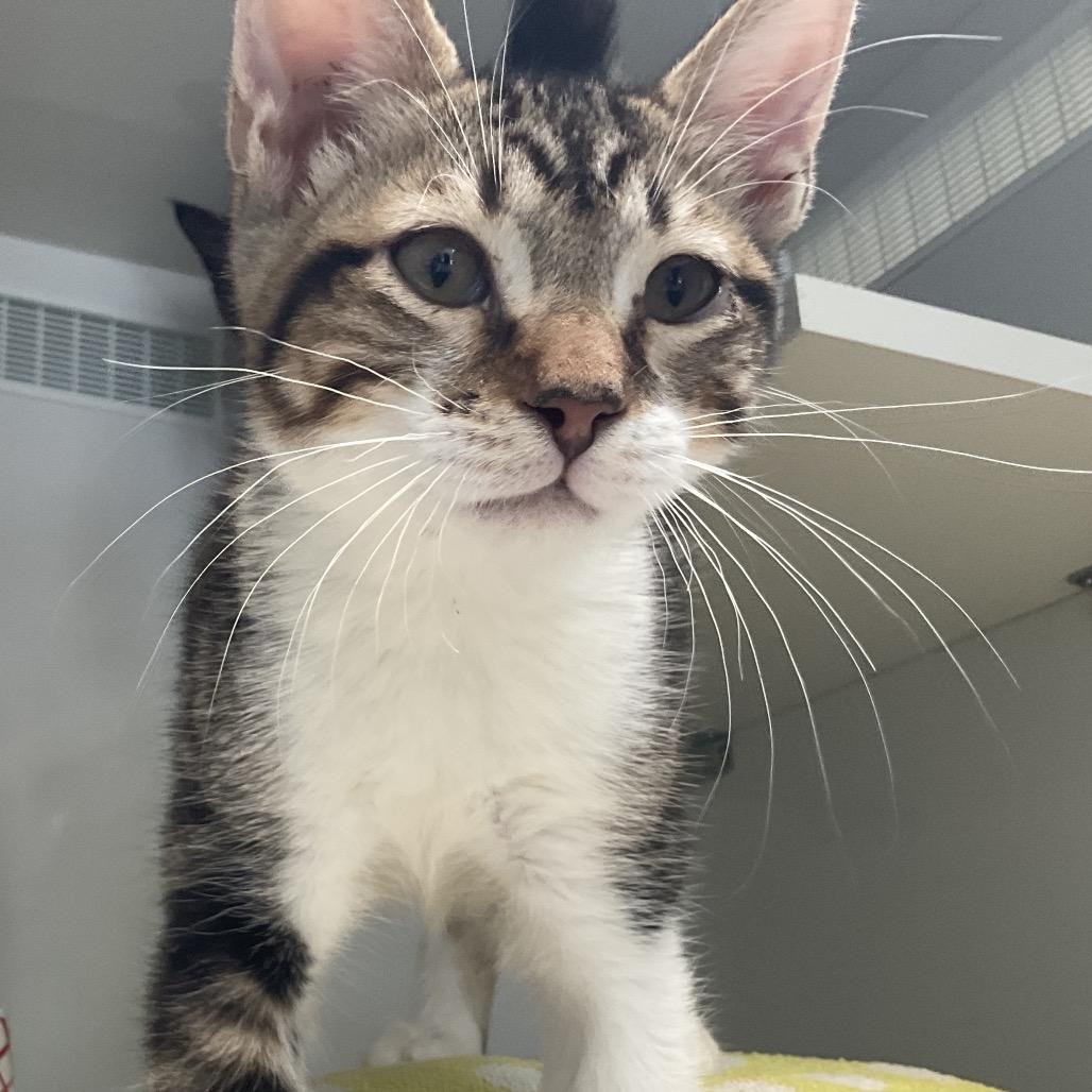 Enlarge Townes, a Adoptable Domestic Short Hair in Redwood City, CA image 1/3