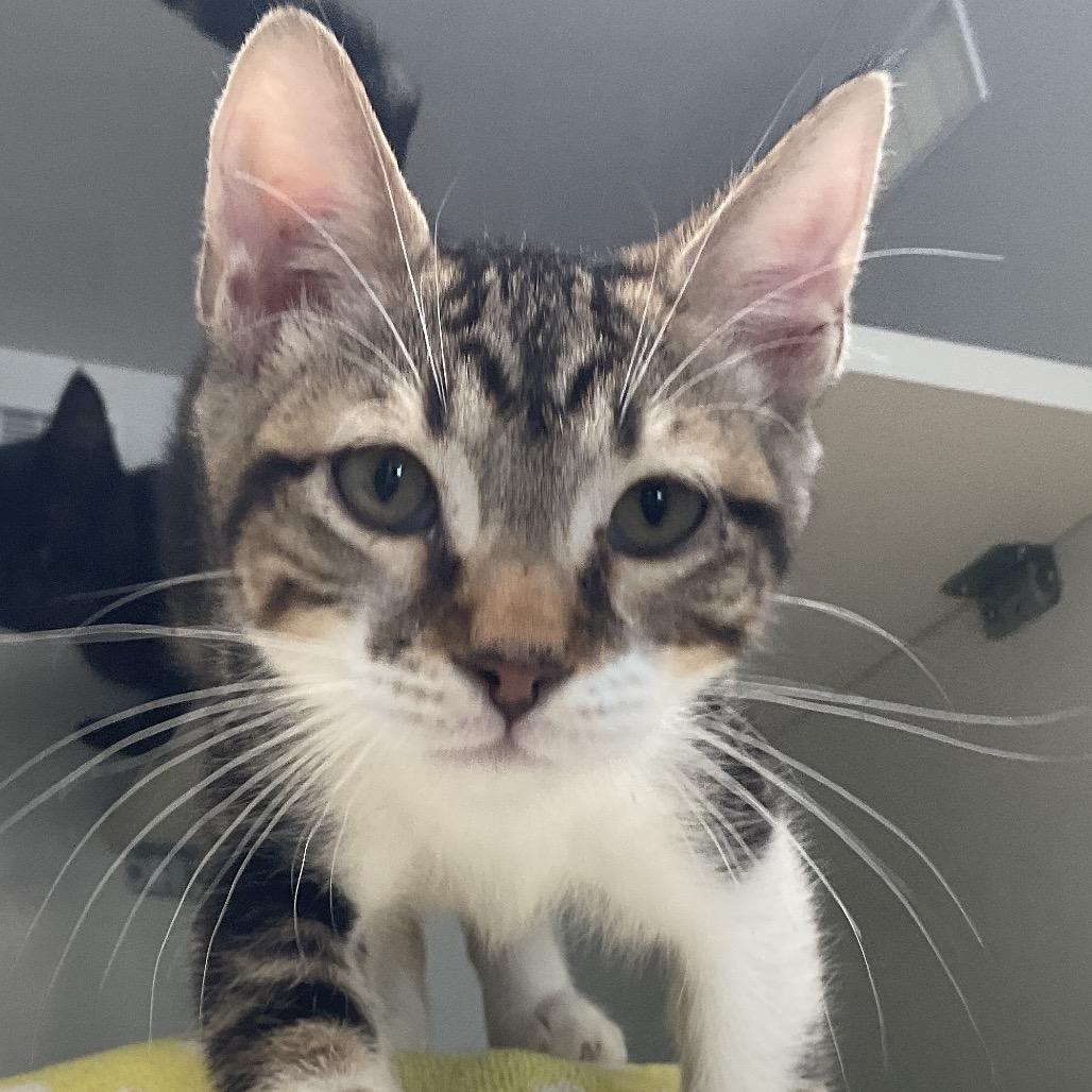 Enlarge Townes, a Adoptable Domestic Short Hair in Redwood City, CA image 2/3