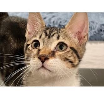 Enlarge Townes, a Adoptable Domestic Short Hair in Redwood City, CA image 3/3