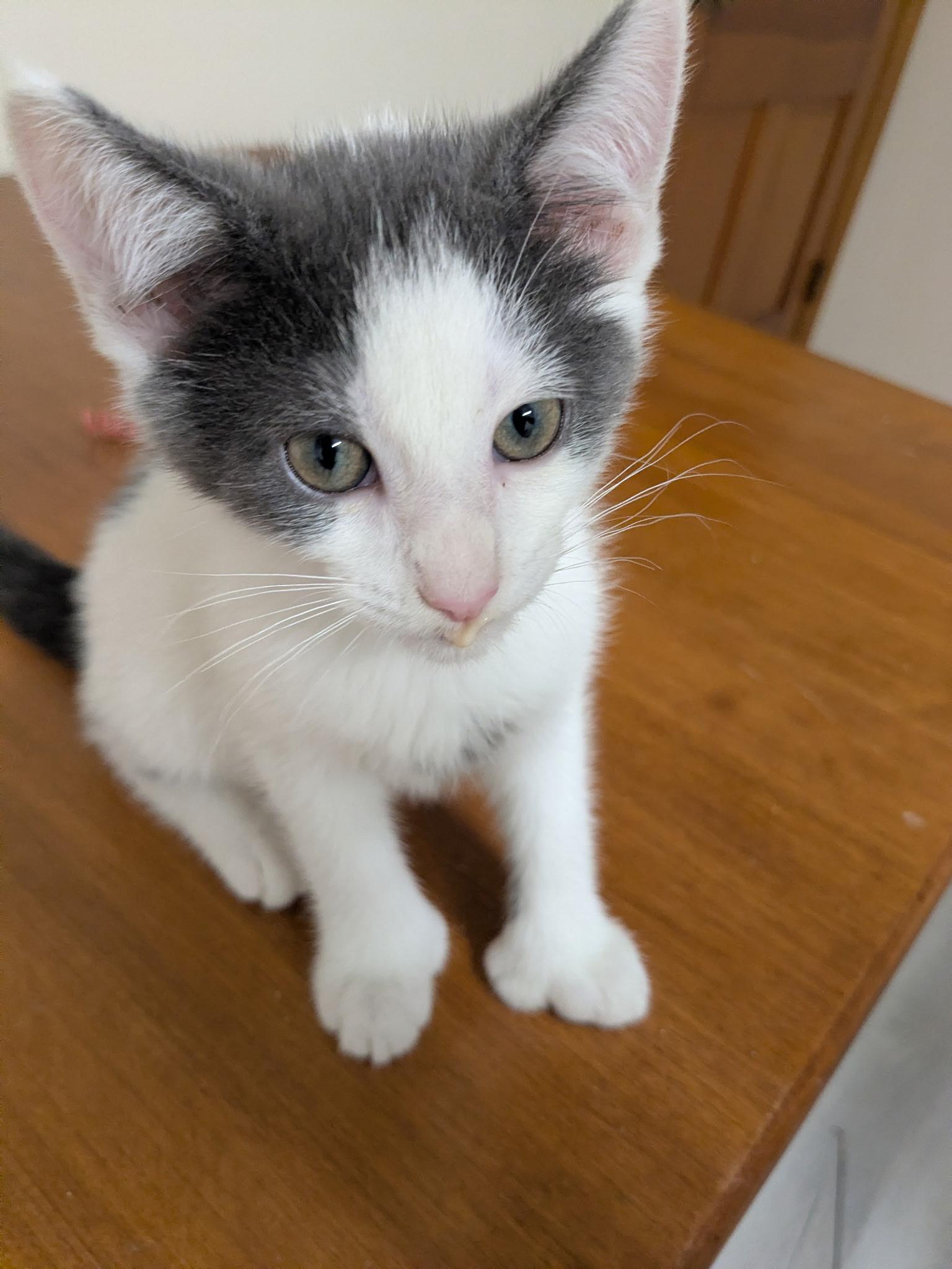 Enlarge Panda Paws Polydactyl, a Adoptable Domestic Short Hair in Independence, OH image 3/3