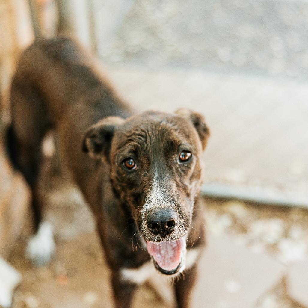 Blitzen, Adoptable, Young Female Australian Cattle Dog / Blue Heeler & Mixed Breed.