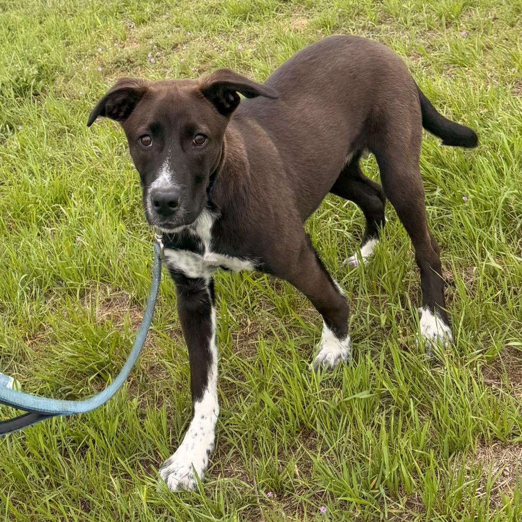 Blitzen, a Adoptable mixed breed in Duncan, OK image 1/6