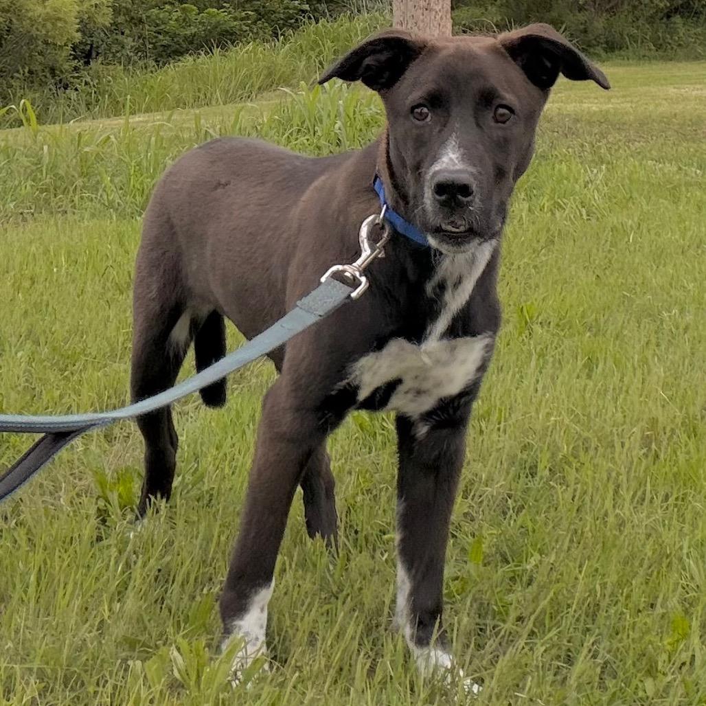 Blitzen, a Adoptable mixed breed in Duncan, OK image 3/6